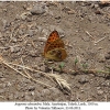 argynnis alexandra talysh male1